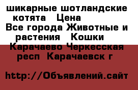 шикарные шотландские котята › Цена ­ 15 000 - Все города Животные и растения » Кошки   . Карачаево-Черкесская респ.,Карачаевск г.